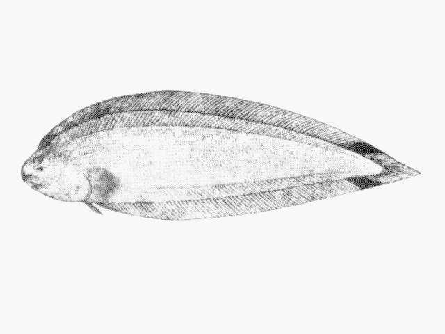 (Symphurus Rafinesque, 1810) Род Симфурусы, Симфуры, Genus Symphurus